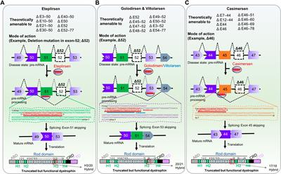 Development of Therapeutic RNA Manipulation for Muscular Dystrophy